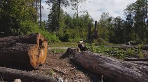 Best Tree and Shrub Care  in Junction, TX