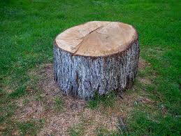 Best Tree Preservation Services  in Junction, TX