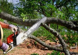Best Tree Removal  in Junction, TX