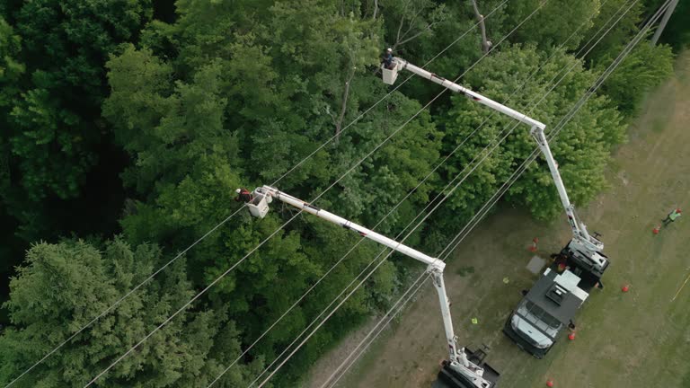 How Our Tree Care Process Works  in  Junction, TX