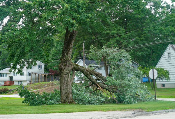 Best Tree Cabling and Bracing  in Junction, TX