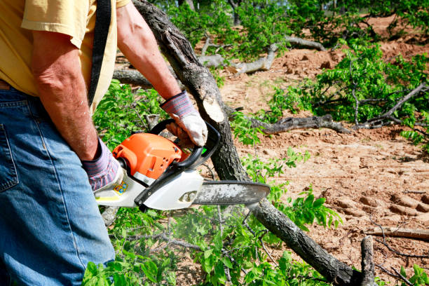 Best Lawn Renovation and Restoration  in Junction, TX